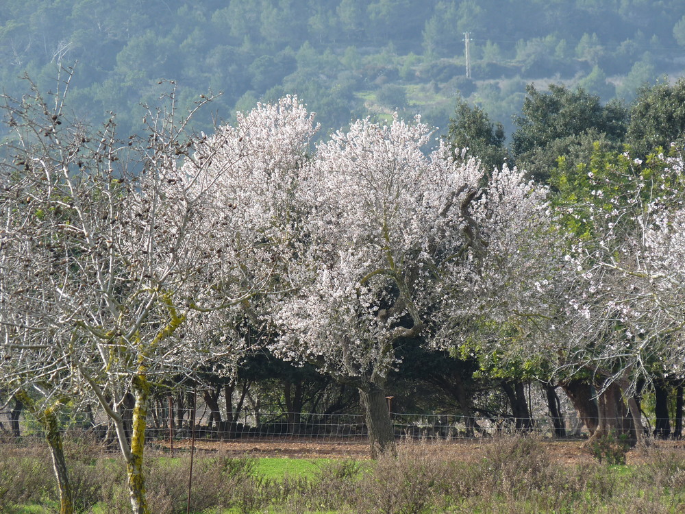 Mandelblüte nähe Fellantix