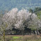 Mandelblüte nähe Fellantix