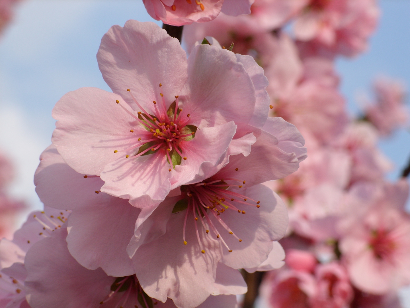 Mandelblüte nahe Speyer 2009