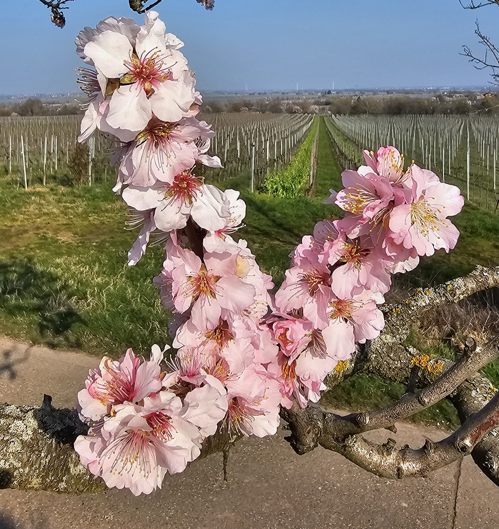 Mandelblüte Neustadt an der Weinstrasse