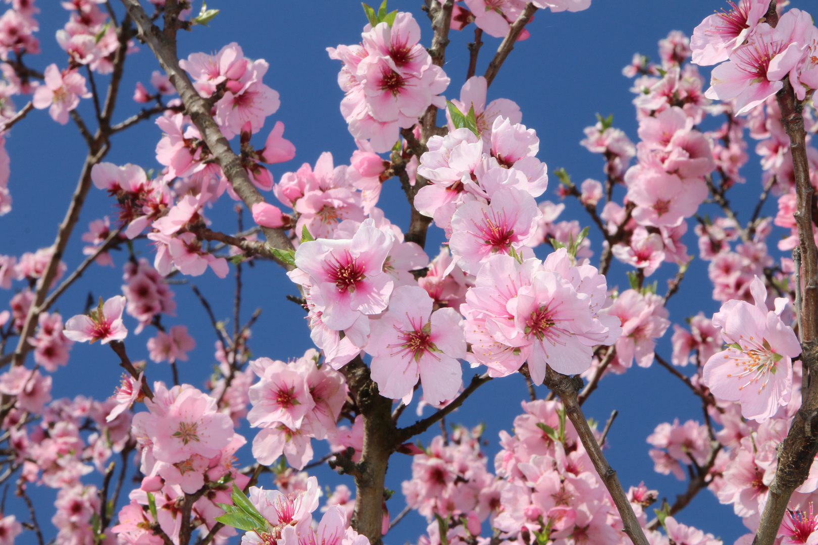 Mandelblüte Pfalz Foto & Bild jahreszeiten, natur Bilder auf