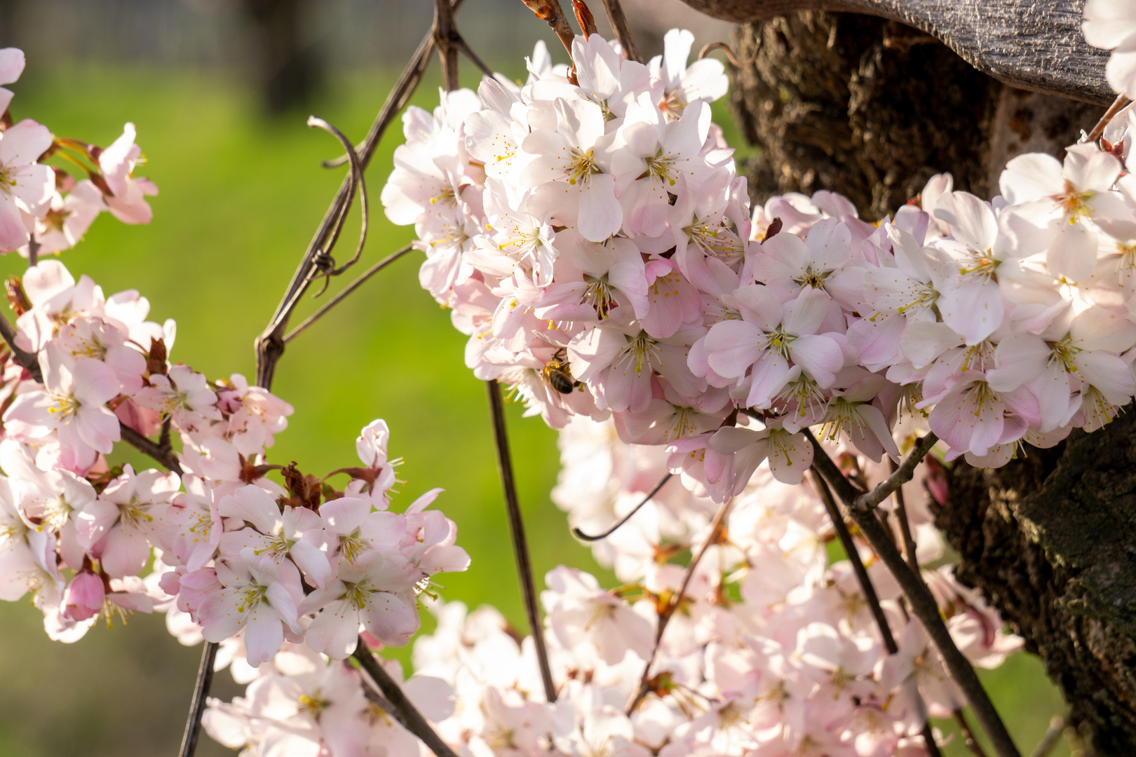 Mandelblüte Pfalz