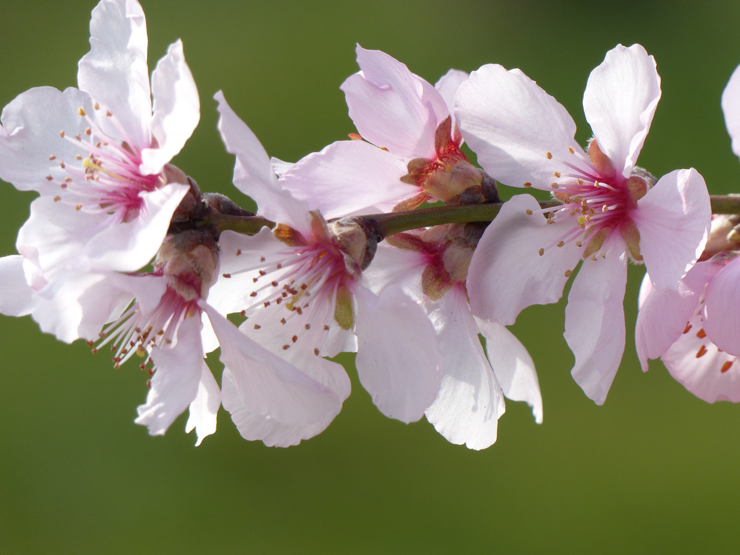 Mandelblüte Pfalz