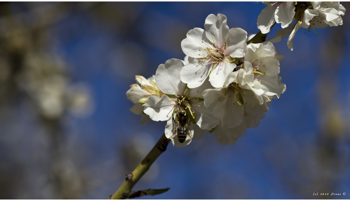 Mandelblüte rot, mit Besuch