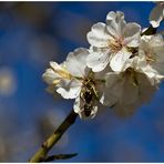 Mandelblüte rot, mit Besuch