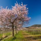 Mandelblüte satt