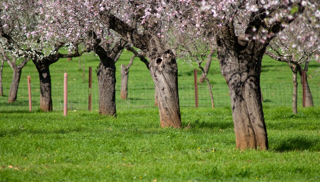 Mandelblüte statt Winterschnee