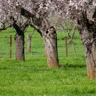 Mandelblüte statt Winterschnee