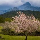 Mandelblüte und Berge