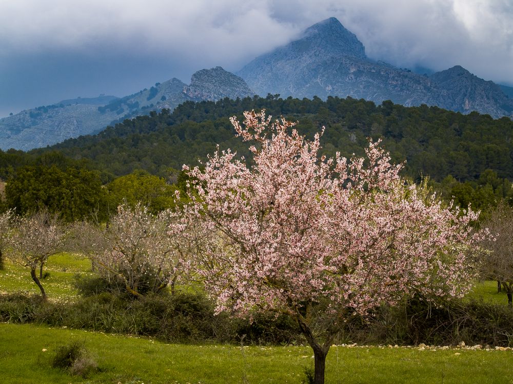 Mandelblüte und Berge