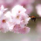 Mandelblüte und gern gesehene Gäste 