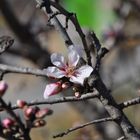 Mandelblüte und Knospe