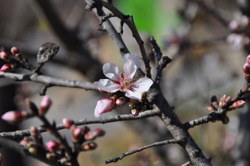 Mandelblüte und Knospe