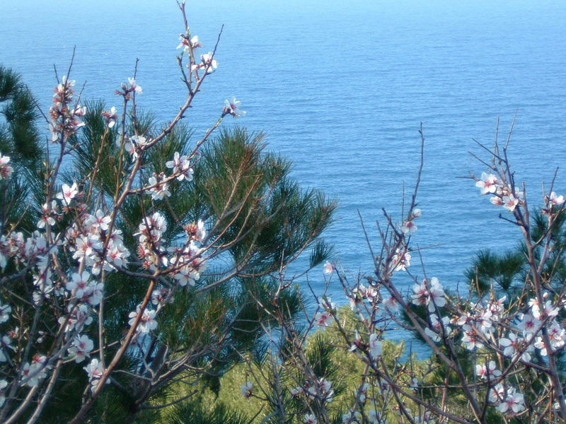 Mandelblüte und Meer