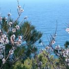 Mandelblüte und Meer