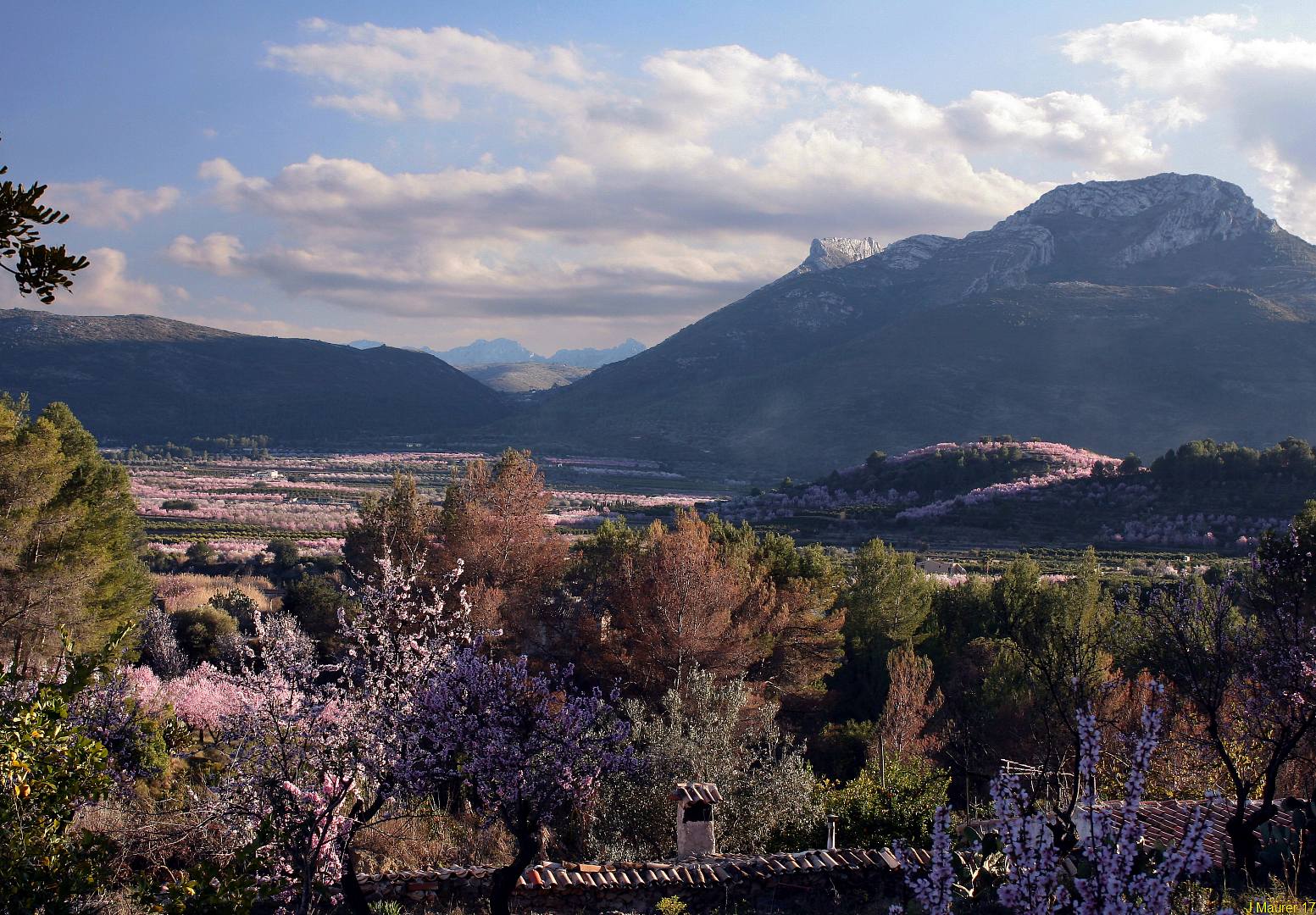 Mandelblüte Vall de Pop...