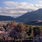 Mandelblüte Vall de Pop...