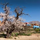 Mandelblüte vor Buntfels