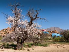 Mandelblüte vor Buntfels