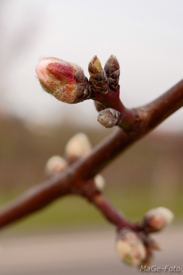 Mandelblüte vorm Durchbruch