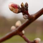 Mandelblüte vorm Durchbruch