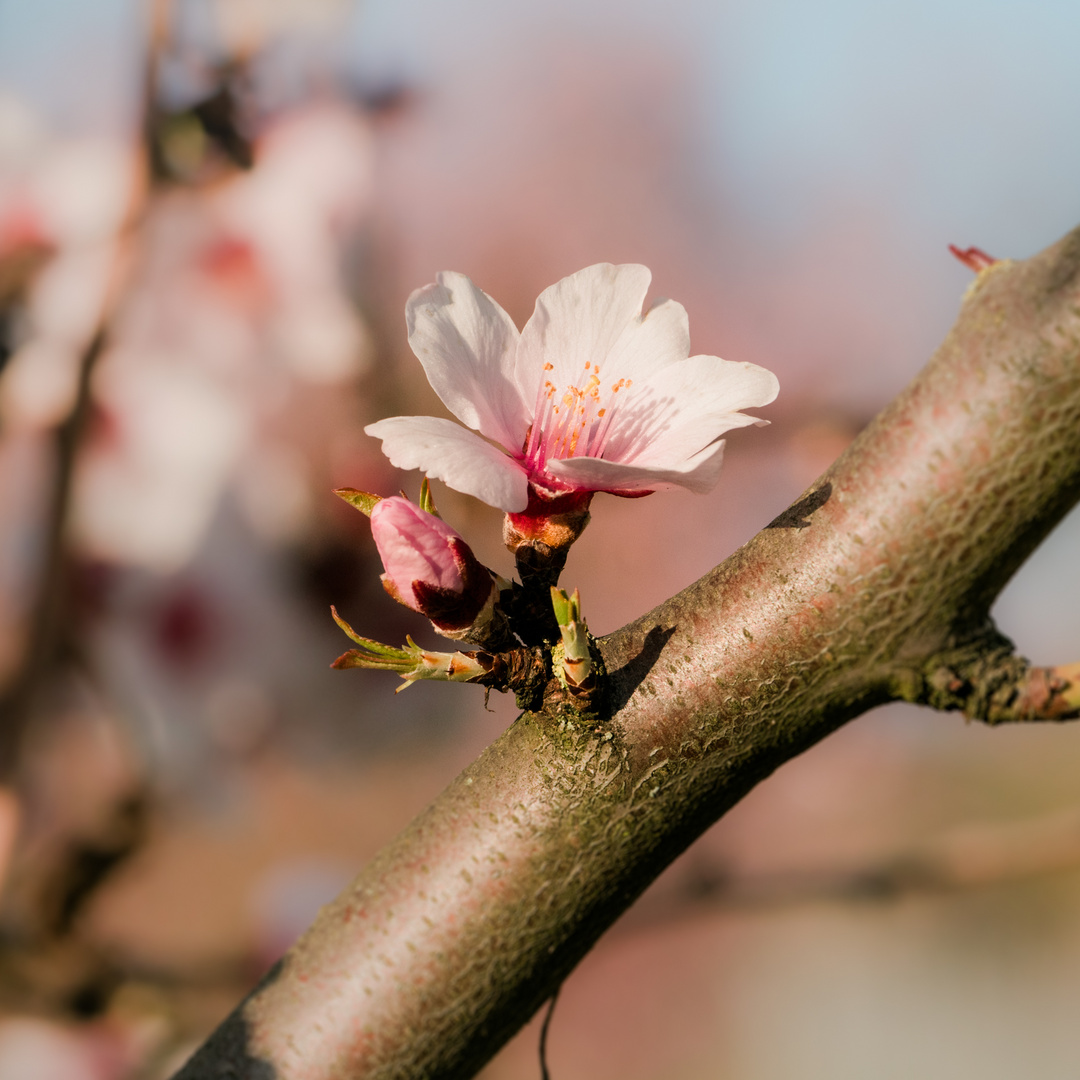 Mandelblüte Weinberge bei Bensheim 9 2021