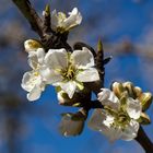 Mandelblüte, weiss