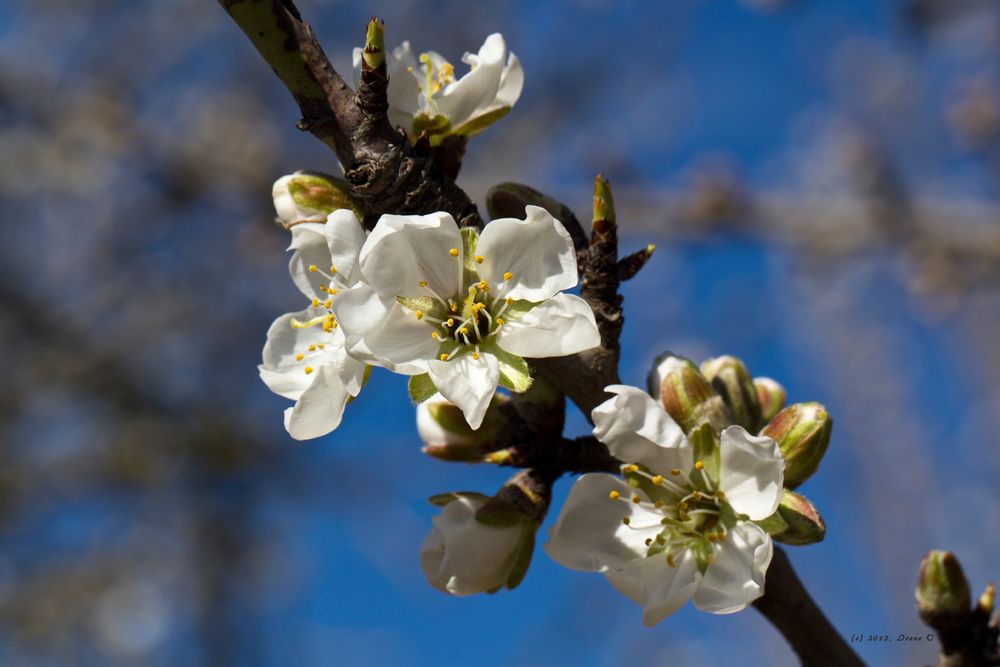 Mandelblüte, weiss