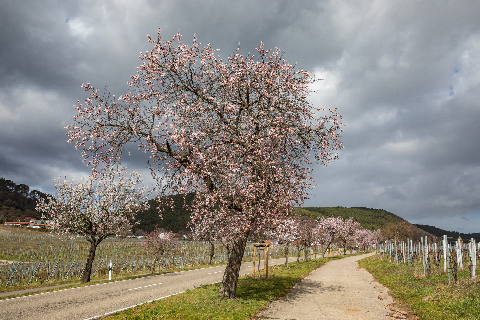 Mandelblüte zwischen Frühling und Winter