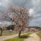 Mandelblüte zwischen Frühling und Winter