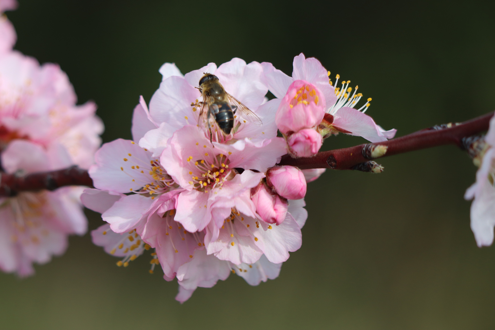 Mandelblüte1