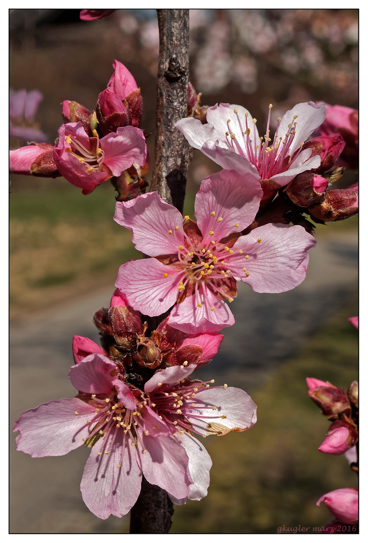 Mandelblüte(2)