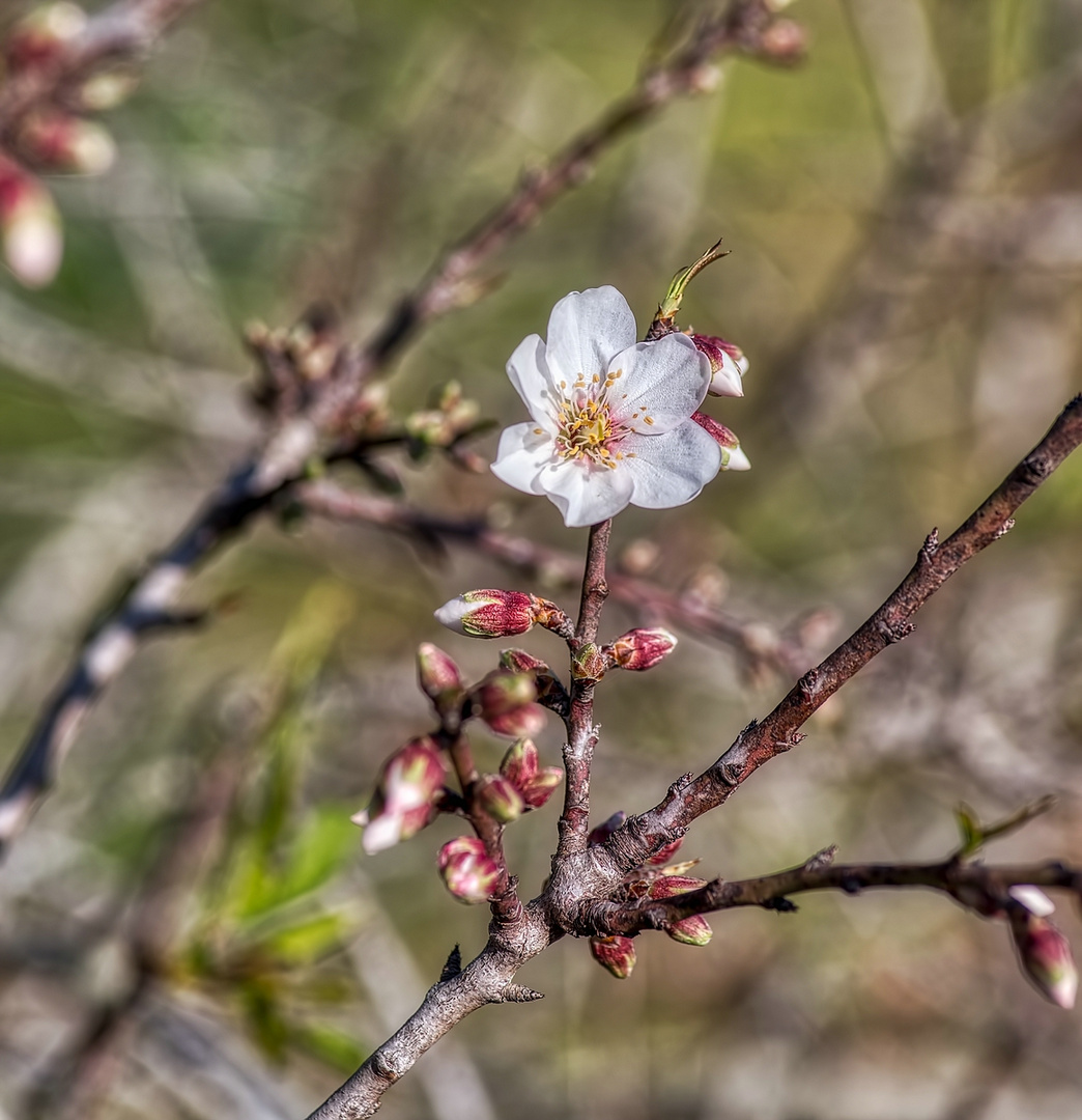 Mandelblüte_2