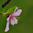 Mandelblüte_2