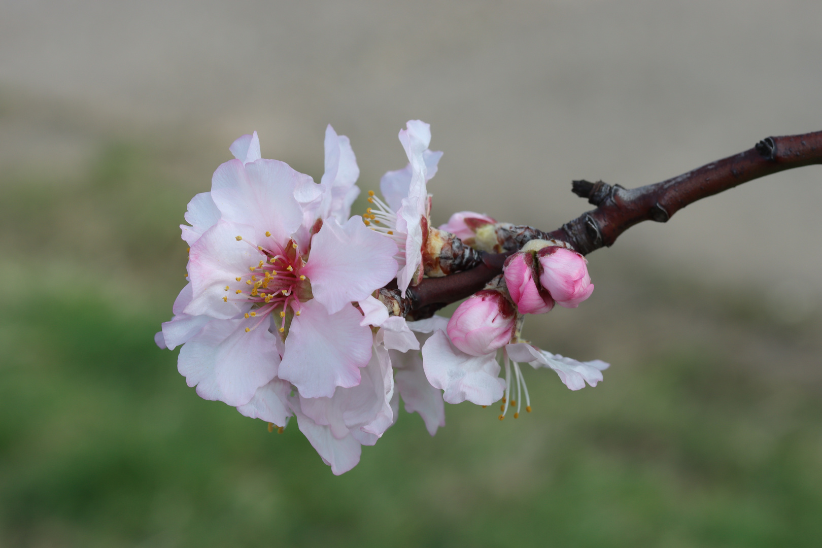 Mandelblüte3