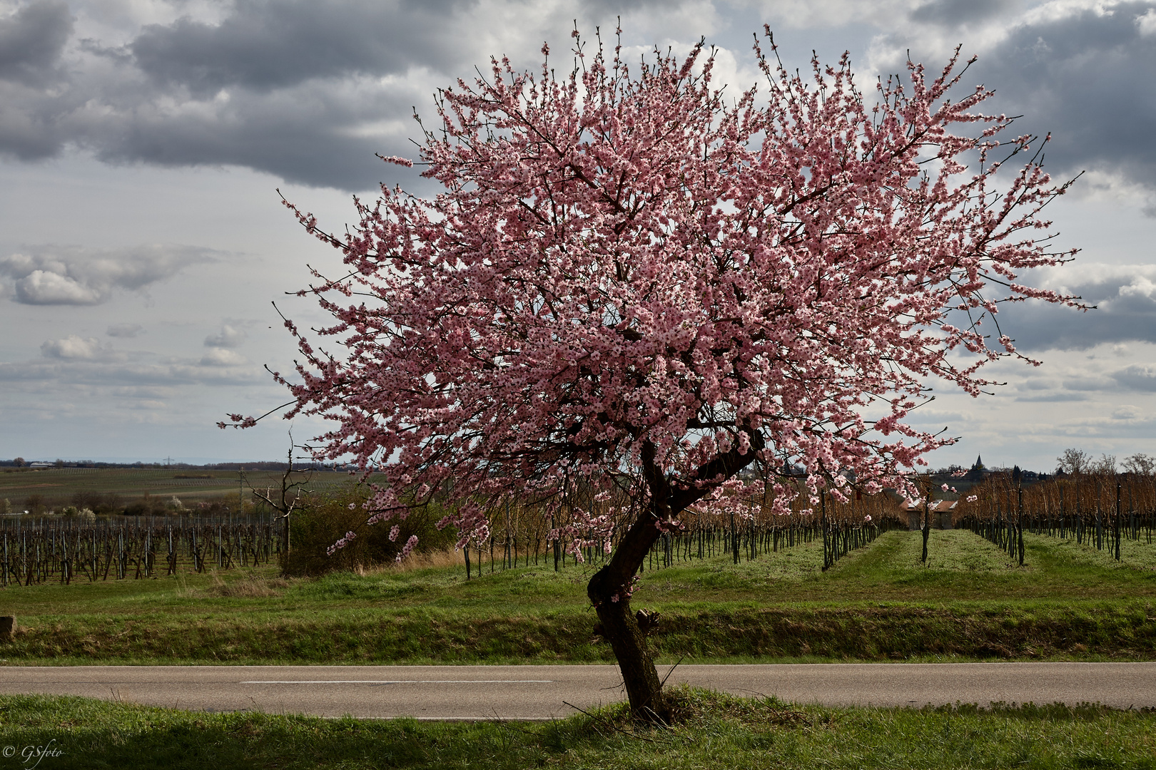 Mandelblüte_Bild_20100405_11015