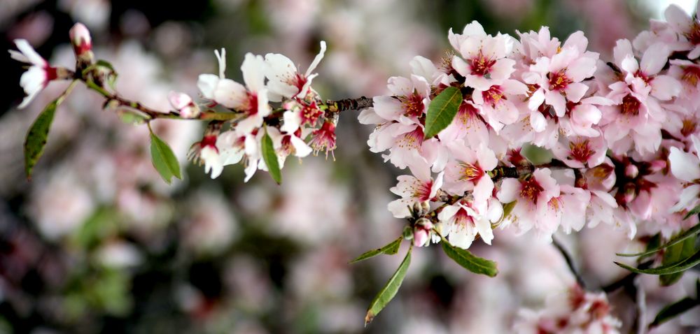 Mandelblüten