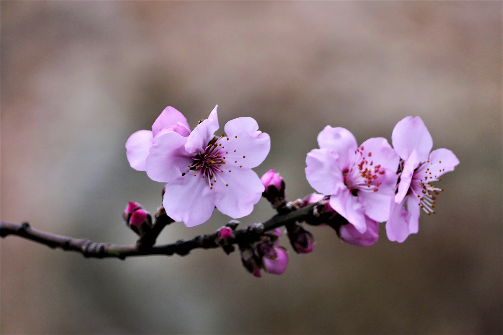 Mandelblüten