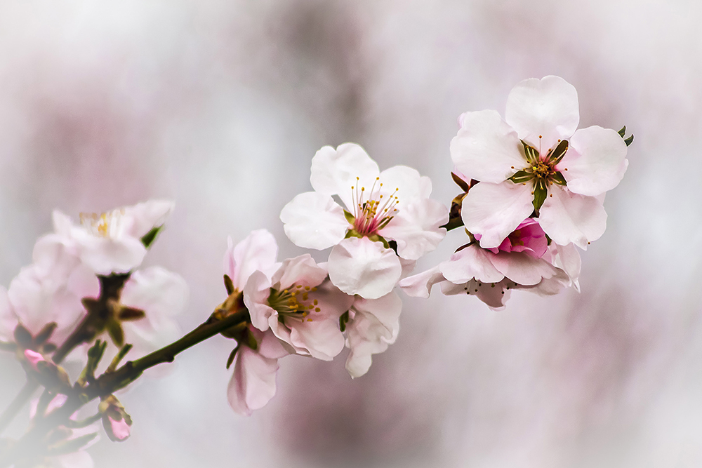 Mandelblüten