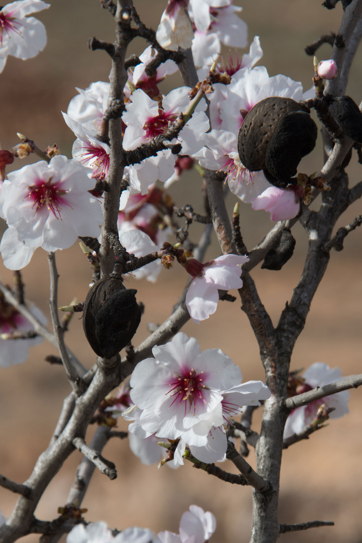 Mandelblüten 1