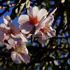 Mandelblüten