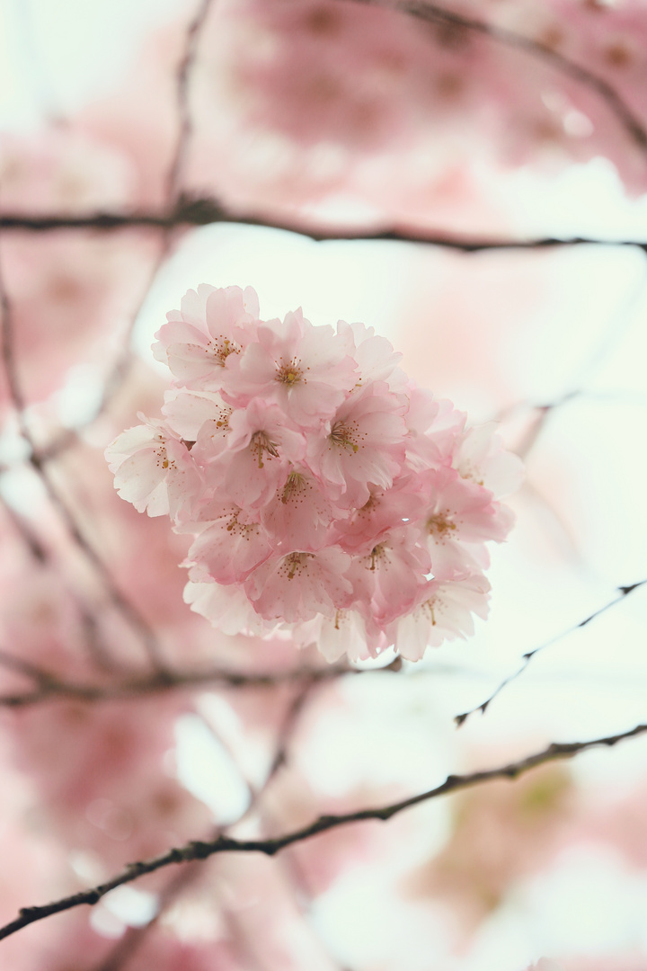 Mandelblüten