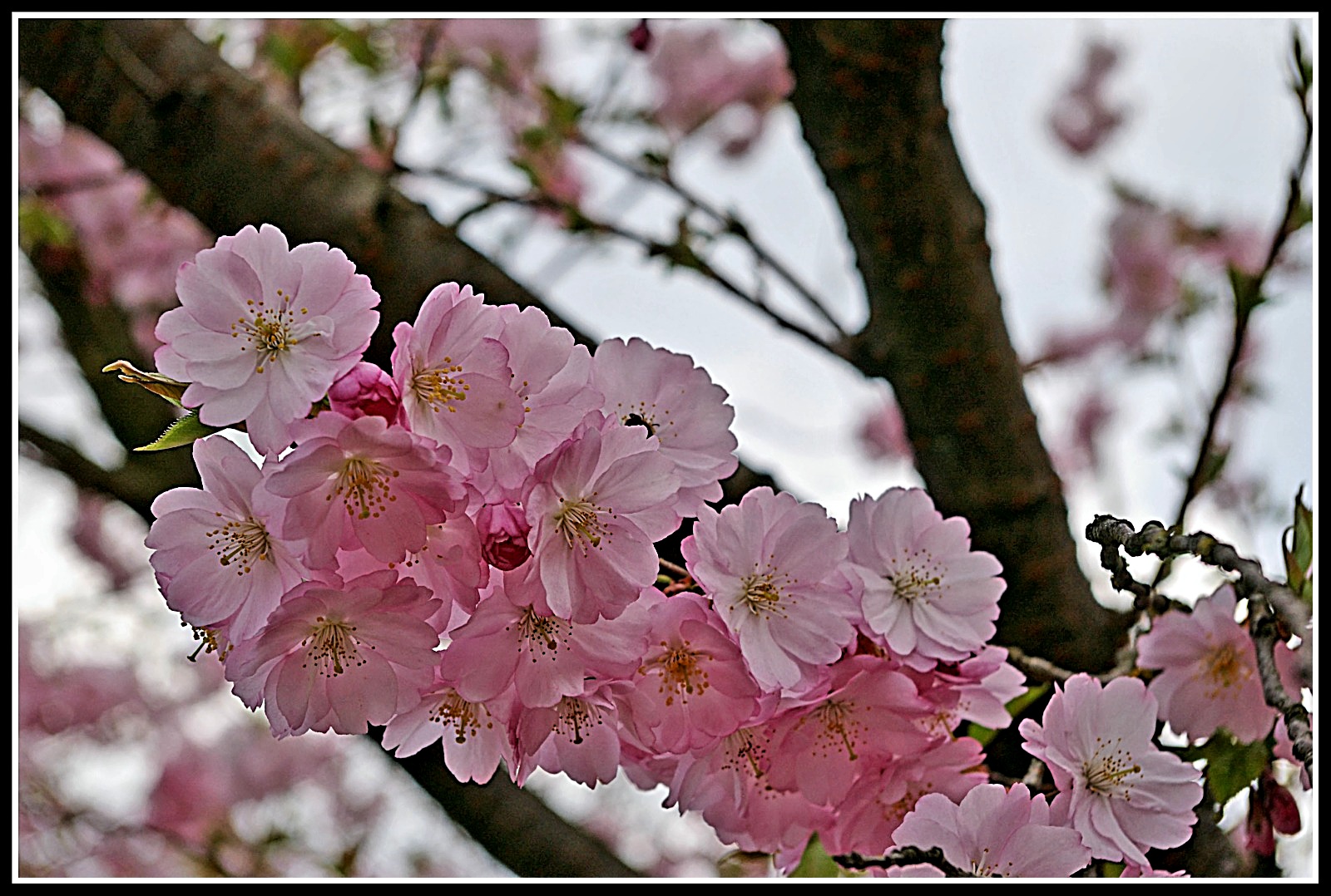 Mandelblüten