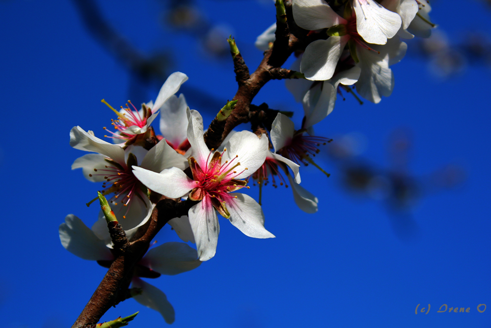 Mandelblüten