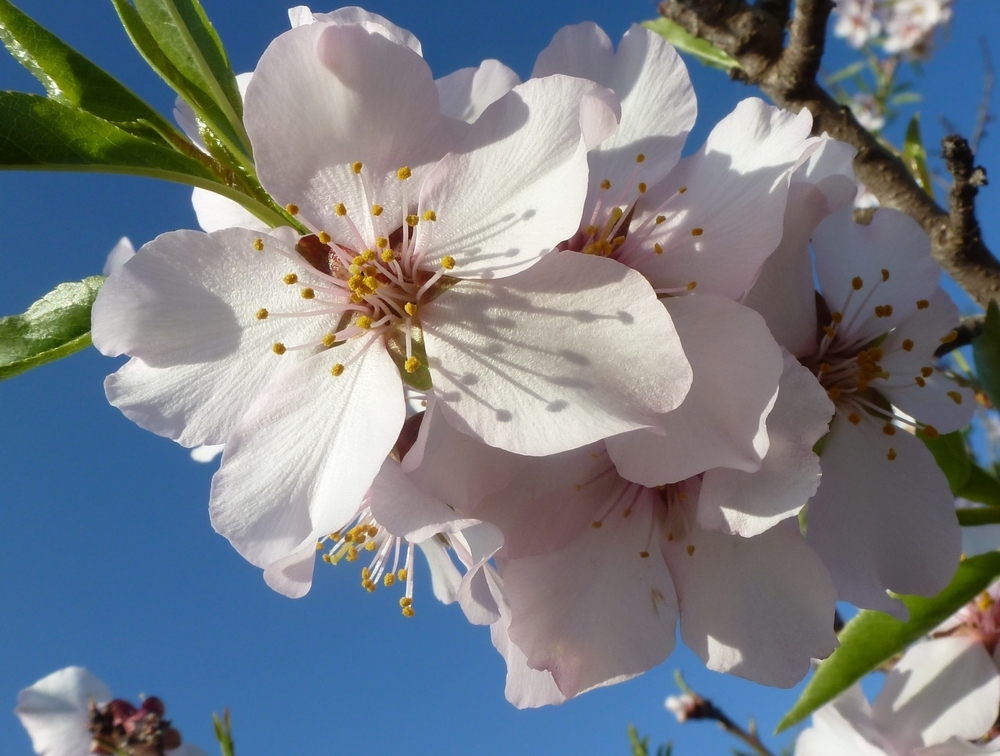 Mandelblüten