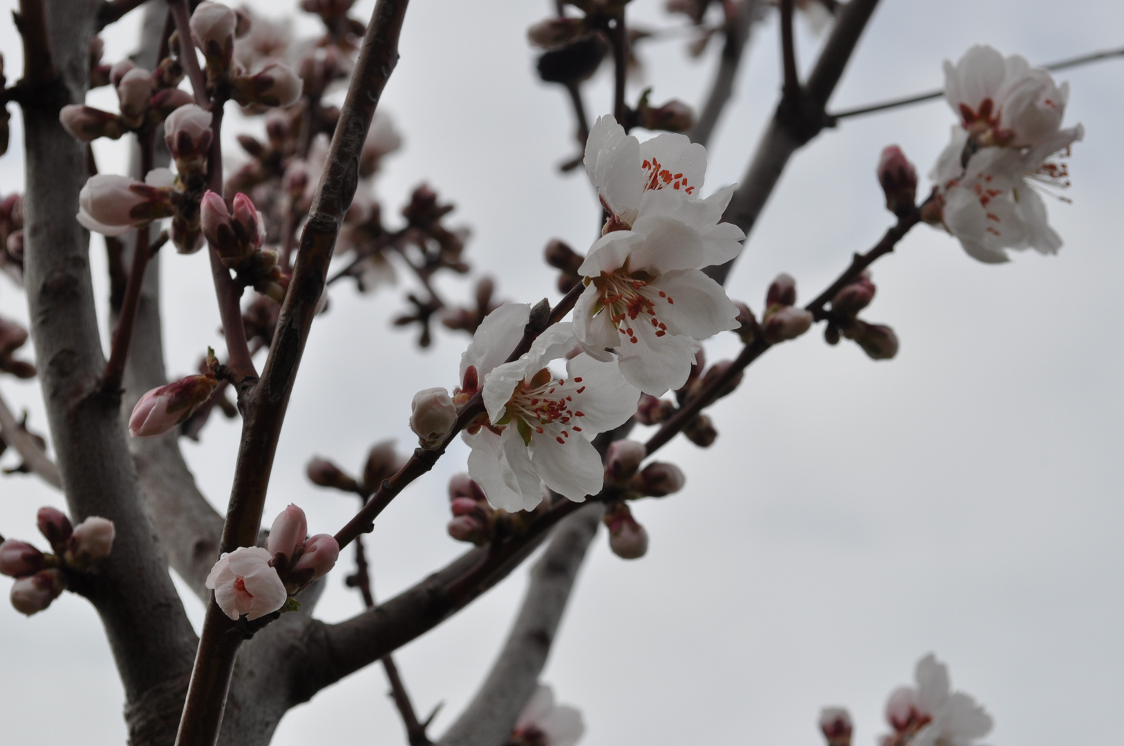 Mandelblüten