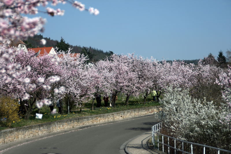 Mandelblüten 2