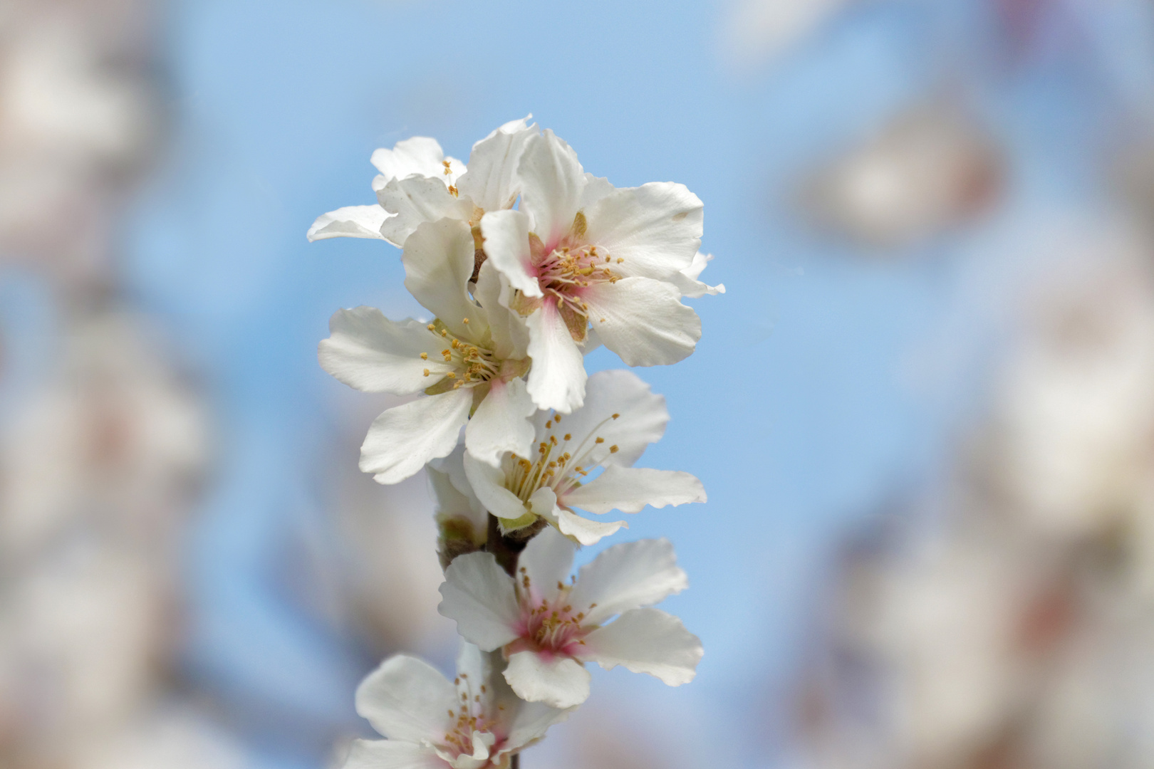 Mandelblüten 2