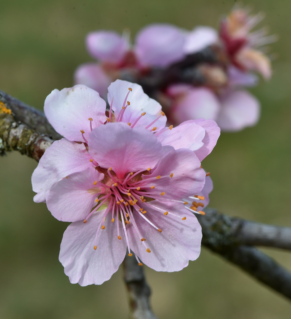 Mandelblüten 2021 #3