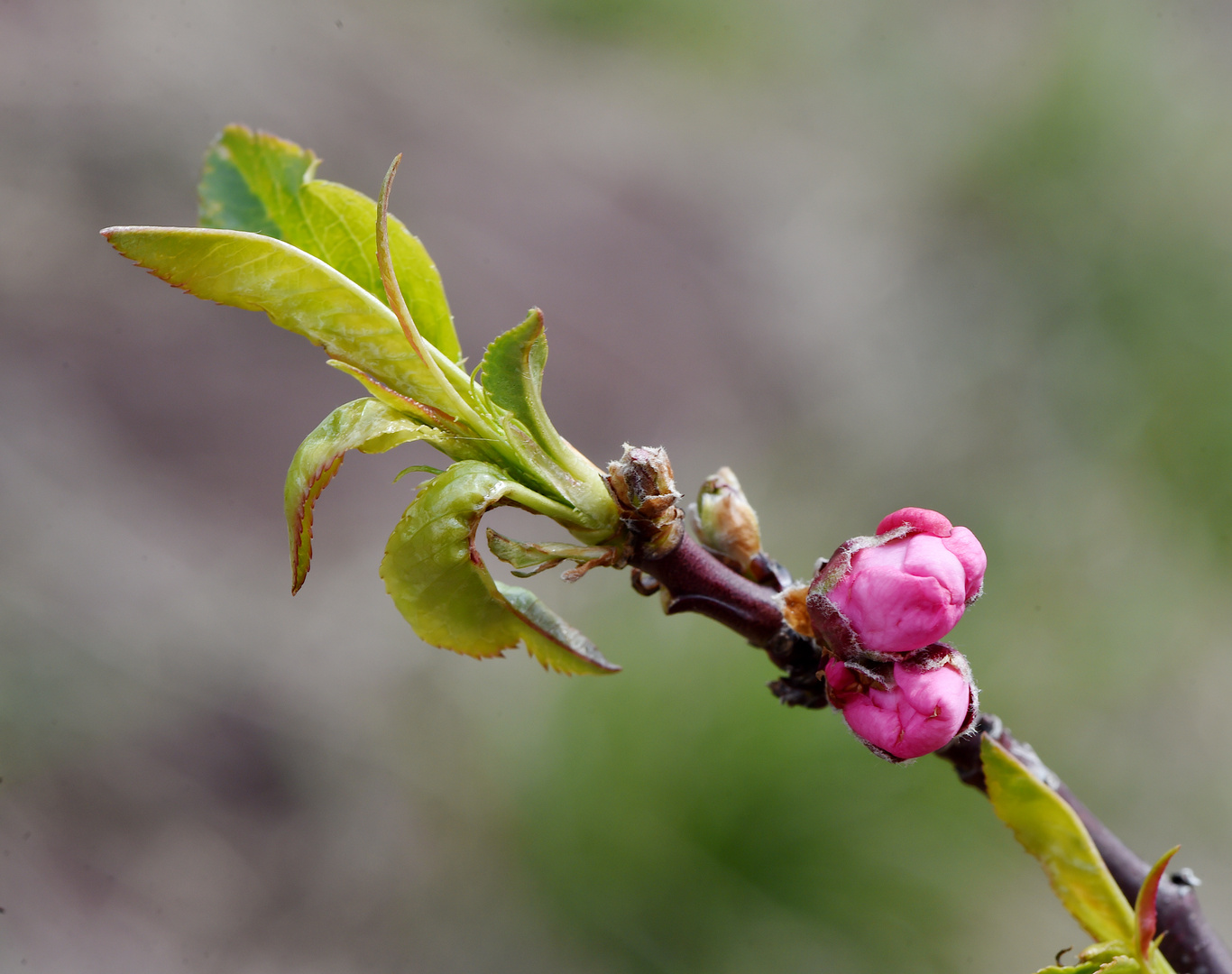 Mandelblüten 2021 #4